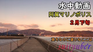 釣り人目線の水中動画 冬の阿賀マリノポリス 20222 [upl. by Saerdna]