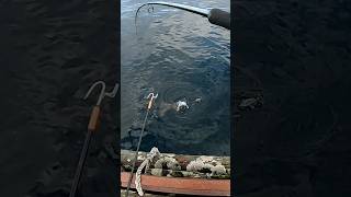 Shore jigging Light tackle halibut [upl. by Landa]