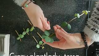 Peperomia Tetraphylla Hope Propagation Stekkenvermeerderen [upl. by Assilam]