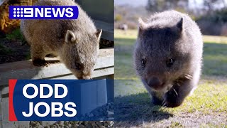 Tasmania hiring wombat walker in bid to attract tourists  9 News Australia [upl. by Desiree]