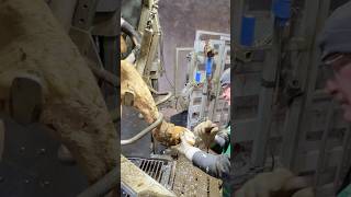 Cleaning treatment cows hooves [upl. by Ilehs]