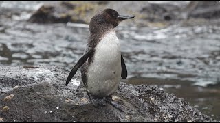 Meet the Galápagos Penguin  Lindblad ExpeditionsNational Geographic [upl. by Viv]