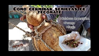 Como germinar semillas de tecomate  calabaza de peregrino Lagenaria Siceraria [upl. by Ialokin104]