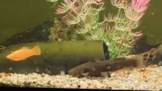 Highway CatfishTachysurus Trilineatus [upl. by Bathelda]