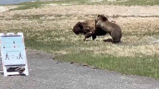 Bear And Bison Fight At Yellowstone National Park [upl. by Hercule]