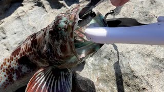 Fort bragg shore fishing Lingcod kelp greenling s big rock fish and cabezon [upl. by Mackoff23]