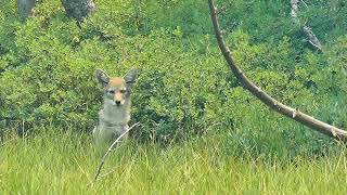 Coyote Song of Olema [upl. by Annayk]