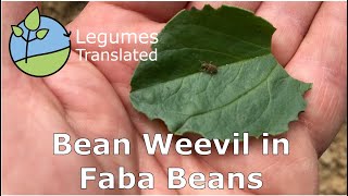 Bean Weevil in Faba Beans [upl. by Tacy]