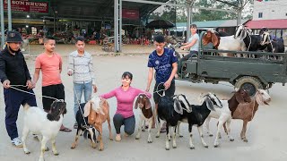 Use 3wheeled Vehicle To Buy Farmers Goat Herd Transport Goats Go To Market Sell  Free Bushcraft [upl. by Brahear992]