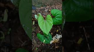 Dioscorea bulbifera Dioscoreaceae family trending nature flora forest forests [upl. by Nylekoorb433]