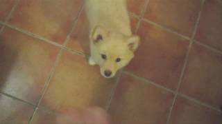 2 MONTH OLD PUPPY doing 13 TRICKS  Finnish Lapphund [upl. by Wes]