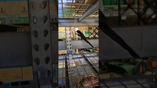 Black Billed Magpie Plays in Home Depot billingsmontana montana homedepot magpie [upl. by Acirat]