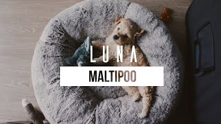 LUNA  Filhote Maltipoo [upl. by Lluj]