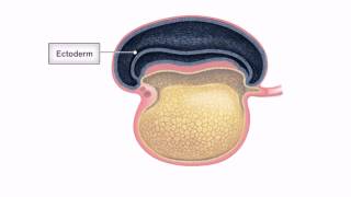 General Embryology  Detailed Animation On Embryonic Folding [upl. by Ahsaeit]