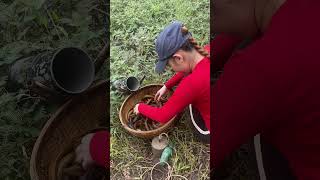 Surprised catch with an unique oil fishing technique for giant eel fish [upl. by Launame]