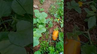 Vellarikka vilaveduppu eduthath 😍vegetables nature monu [upl. by Odrawde]