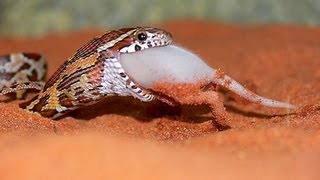 Cornsnake Eating a Baby Pig SnakeBytesTV [upl. by Palm906]