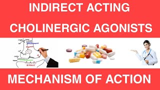 Mechanism of indirect acting cholinergic agonist drugs in urduHindi By Ruqaiya Medsparkles [upl. by Ielarol]