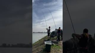 Double Drill in Croatia  Karpfenangeln 2024 fishing karpfen karpfenangeln fish angeln carp [upl. by Llevel]