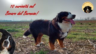 10 CURIOSITA sul BOVARO DEL BERNESE [upl. by Aihsened]