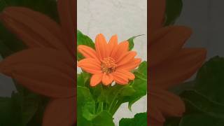 Tithonia flowerHow to grow tithonia flowershortvideo trending [upl. by Ybocaj832]