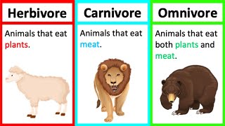 Herbivore Carnivore amp Omnivore  Types of animals  Whats the difference [upl. by Bryanty]