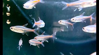 グローライトテトラ Glowlight tetra Hemigrammus erythrozonus [upl. by Gruver]