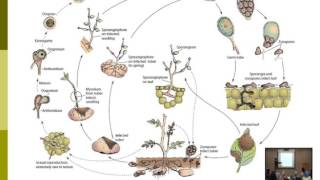 Lecture 15  Phytophthora Diseases  Dr  Rana Samara [upl. by Bekki]