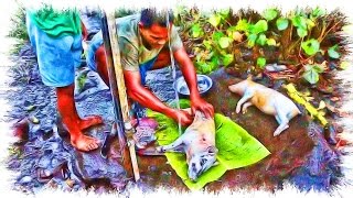 Samoan Movie  How To Cook a Whole Piglet  Primitive Technology of How To Bake It in the Earth Oven [upl. by Sabba]