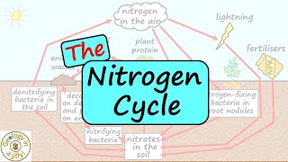 The Nitrogen Cycle [upl. by Lamont]