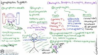 Lymphatic System Anatomy [upl. by Ule608]