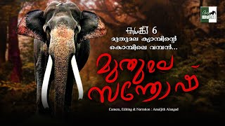 Mudumalai Santhosh  முதுமலை சந்தோஷ்  Mudumalai Elephant Camp  Kumki Elephant  Theppakkadu [upl. by Nonahs]