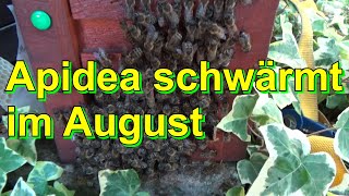 Apidea schwärmt im August [upl. by Ahdar15]