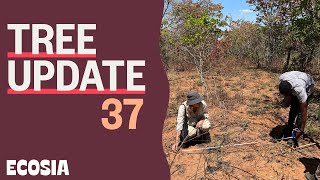 Can You Count Trees  Tree Update 37 [upl. by Hennahane]