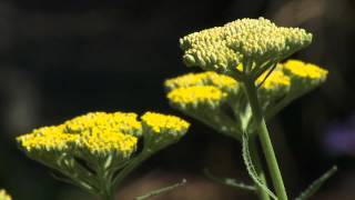 Phenology  Bagworms and Spidermites [upl. by Bern]