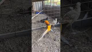 Golden Pheasant goldenpheasant pheasant bird birdvideo youtubeshorts shortfeed shorts [upl. by Ennej]