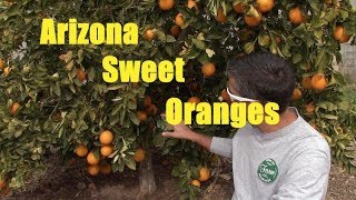 AZ Sweet Orange  Trovita Variety [upl. by Mohandis]