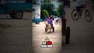 Esse cachorro busca sua dona sozinho na escola e o motivo vai te emocionar🤯shorts [upl. by Vashtee]