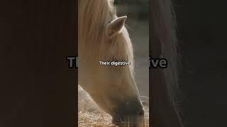 Mind Blowing Horse Facts You Didnt Know [upl. by Osterhus544]