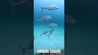 Ishigaki islands scubadiving shorts travel ocean [upl. by Iruyas]