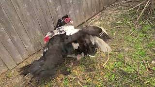 Big Muscovy Duck fight Father vs Son round 2 [upl. by Grenville400]