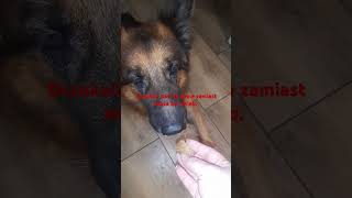 Trutka na Aresa germanshepherd funny love animals pets [upl. by Edmonds]