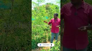 Crossandra Flower Cultivation in Summer  వేసవిలో కనకాంబరాలు సాగు  AgriTech Telugu [upl. by Leba994]