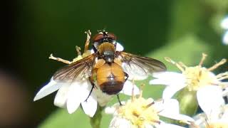 Tachinid Fly Phasia sinensia Licks Aster Flowers [upl. by Trescott]