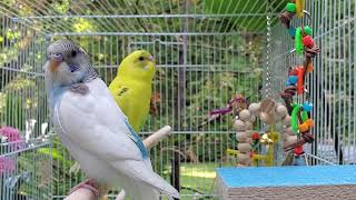 NEWThe BEST PARAKEETS SOUNDS 3 12 Hours for your birds to listen to with MUSIC [upl. by Atinal]