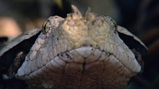 Incredible A Gaboon Viper Strikes a Bird in SloMo [upl. by Hairaza]