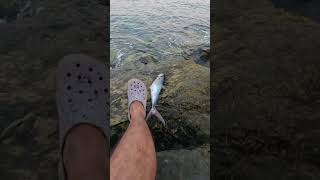 Taguige sa shore Gumigilid na naman sa shorelines youtubeshorts fishing fishingtechniques [upl. by Kerwinn207]