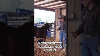 Weanling and farrier prep wwweicherranchcom horse weanling horsetraining farrier [upl. by Pich]