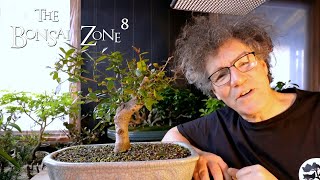 Root Pruning My Natal Ficus The Bonsai Zone Jan 2021 [upl. by Winnah]