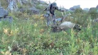 British Columbia Elk Hunting [upl. by Cohlette]